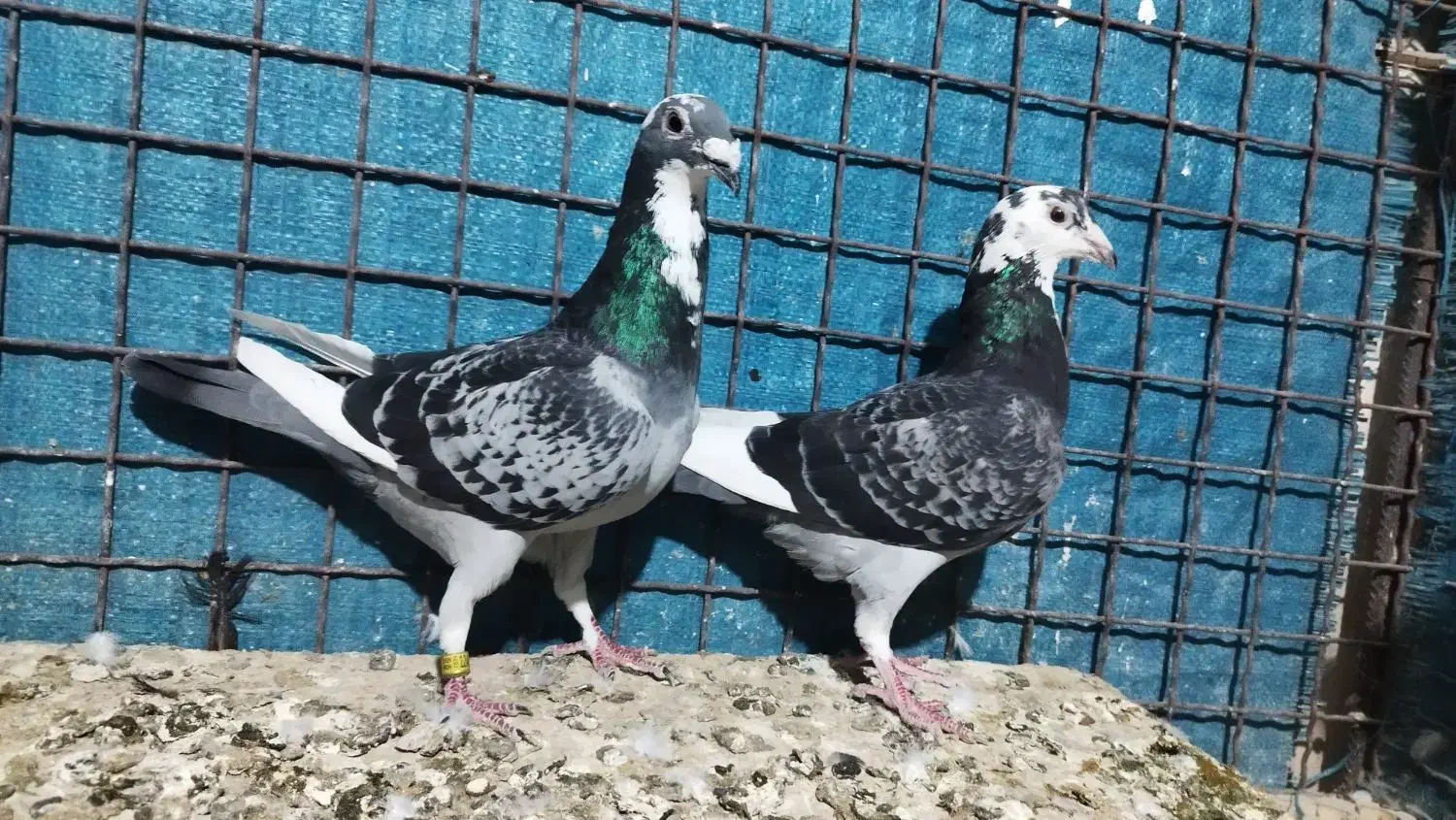 10 عدد ابلق موقعیت خوزستان|پرنده|مشهد, امیریه|دیوار