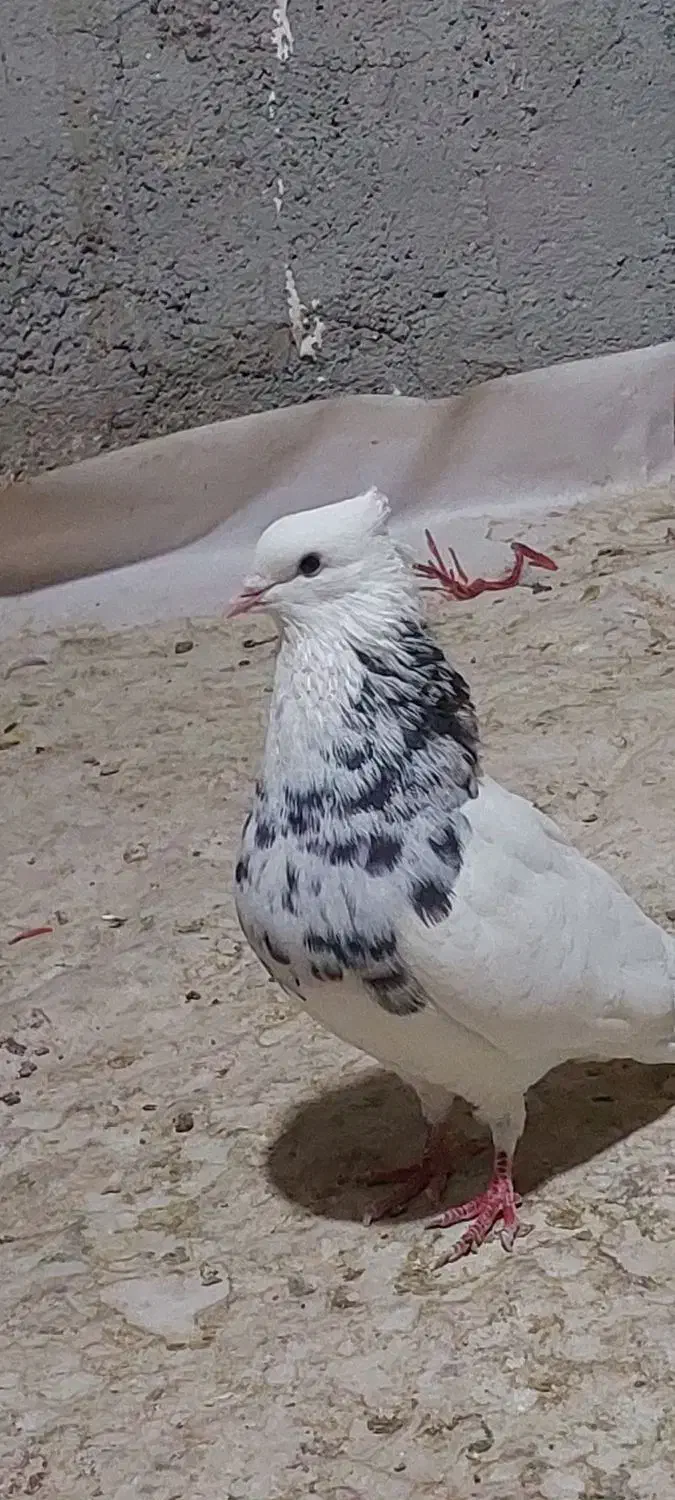 کبوتر طوقی|پرنده|جوانرود, |دیوار