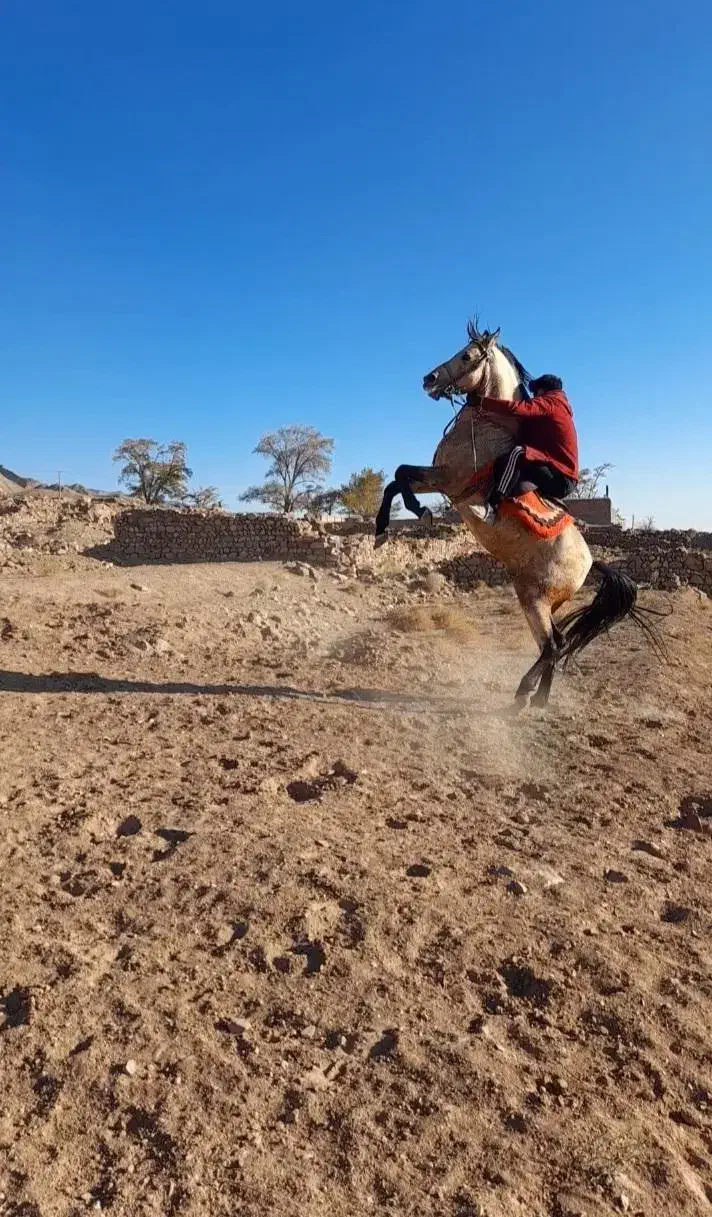 اسب|اسب و تجهیزات اسب‌سواری|زرند, |دیوار