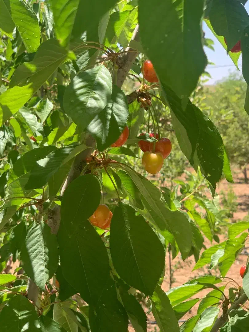 فروش ۱۲۰۰ مترمربع زمین کودیان|فروش زمین و ملک کلنگی|شیراز, کودیان|دیوار