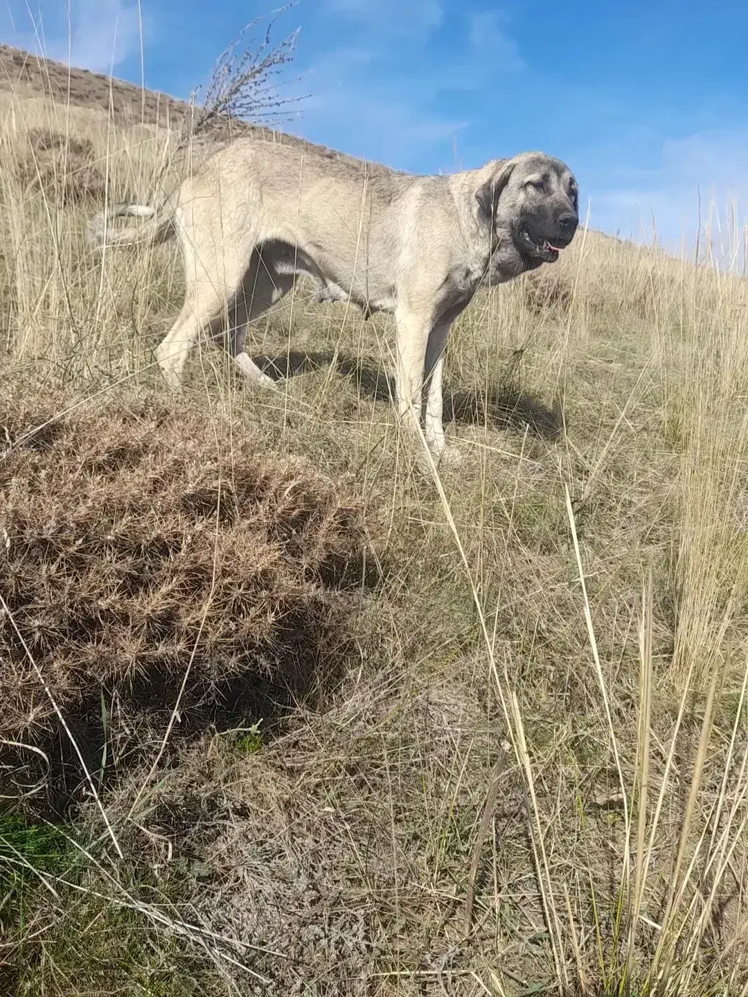 ماده عراقی ۱۵ ماهه اصل|سگ|مشگین شهر, |دیوار