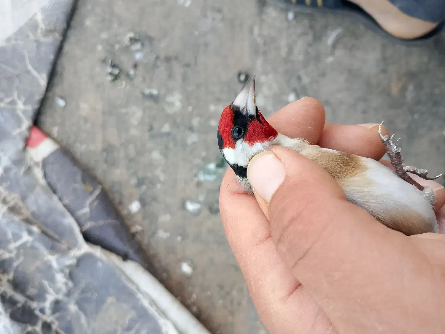 سهره|پرنده|جوانرود, |دیوار