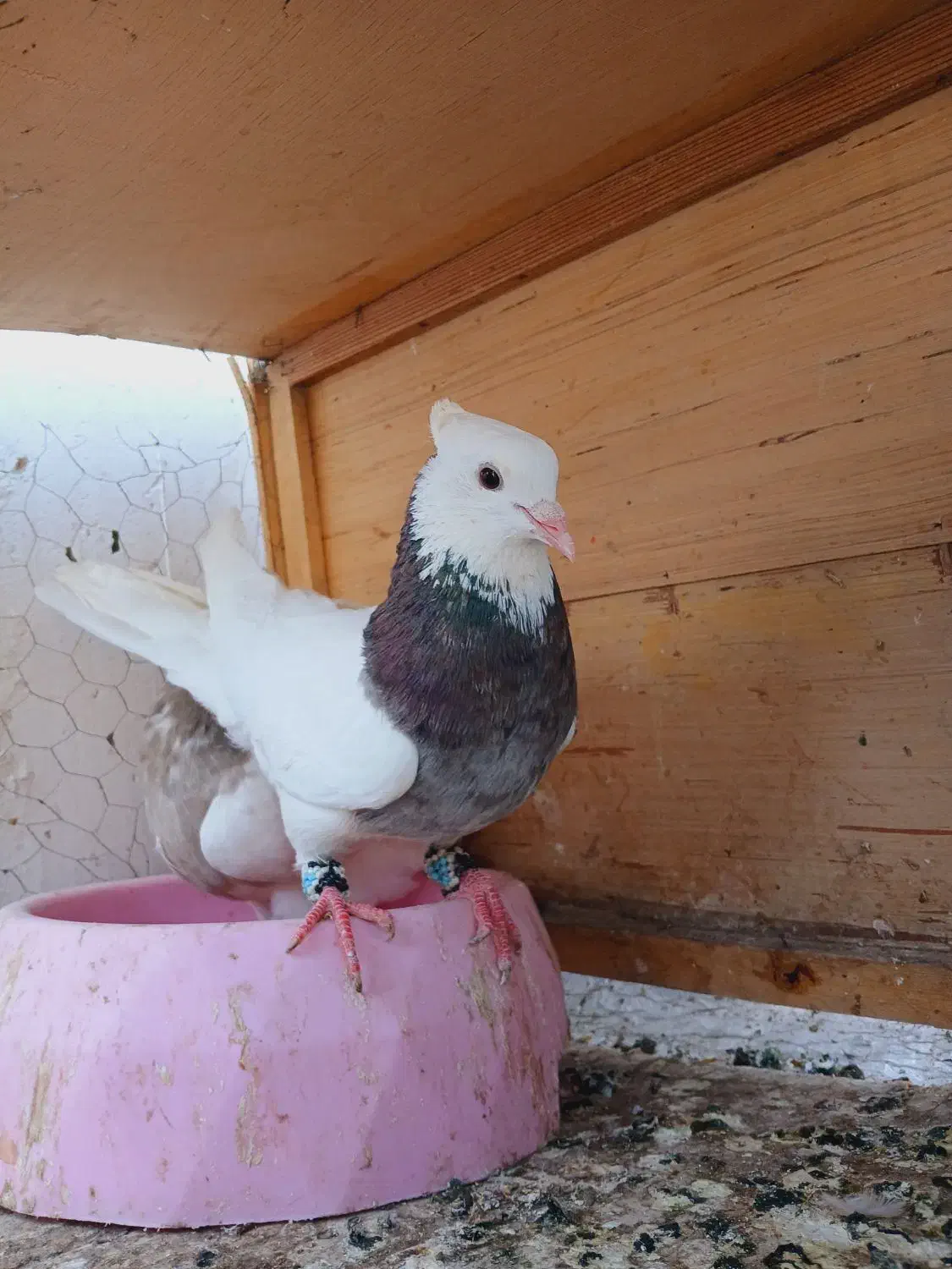 دوعددطوقی نر|پرنده|فردیس, شهرک ناز|دیوار