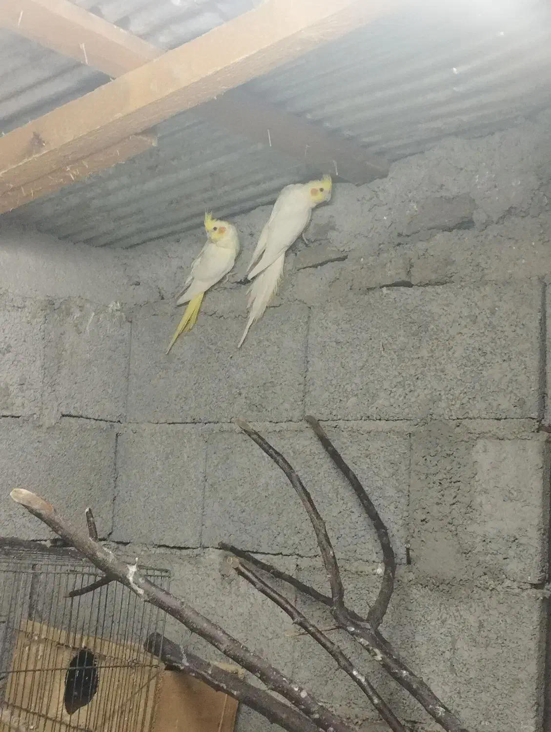 عروس هلندی لوتینو|پرنده|رضوانشهر, |دیوار