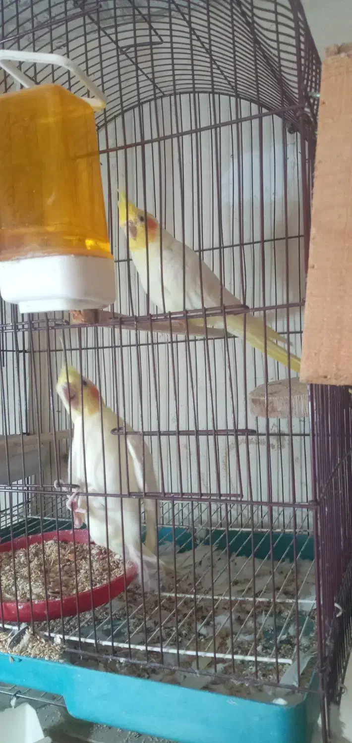 عروس بالغ|پرنده|نکا, |دیوار