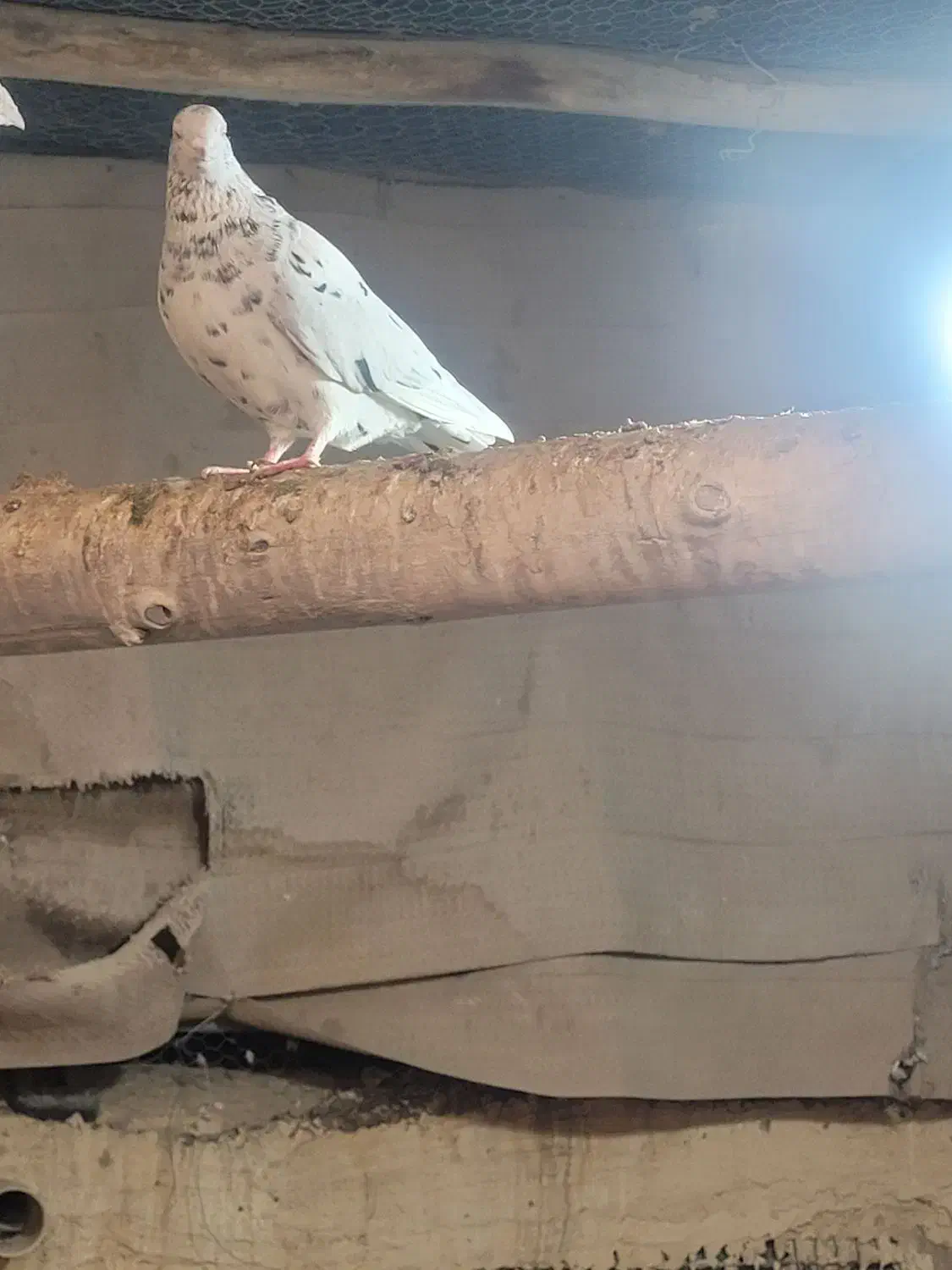 کبوتر|پرنده|خلیل آباد, |دیوار