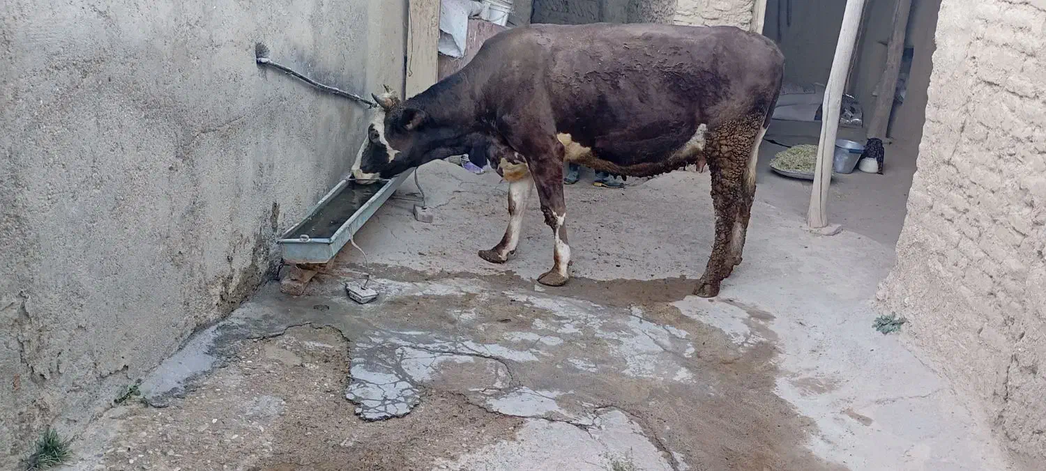 گاوشیری باگوساله دوماهه|حیوانات مزرعه|دیواندره, |دیوار