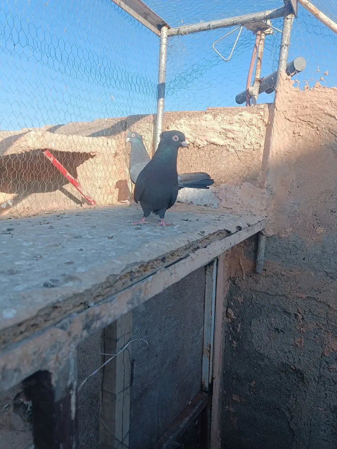 کلاغ رسمی|پرنده|سبزوار, قصبه شرقی|دیوار