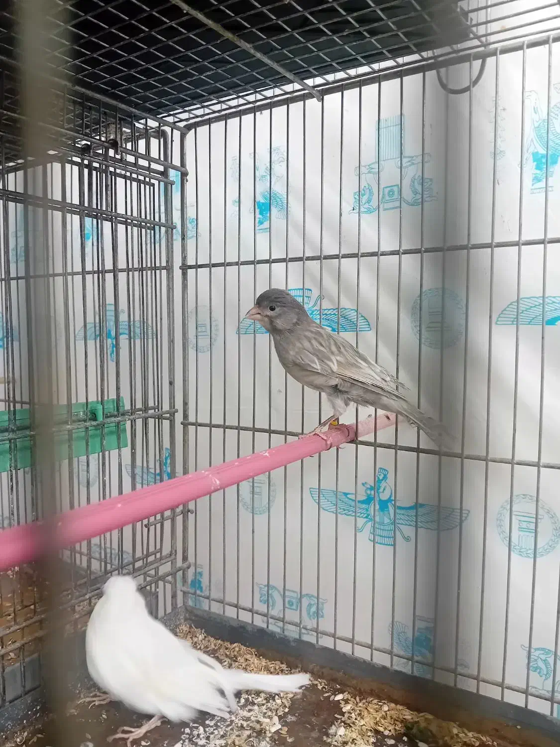 قناری نر طوسی|پرنده|برخوار, |دیوار