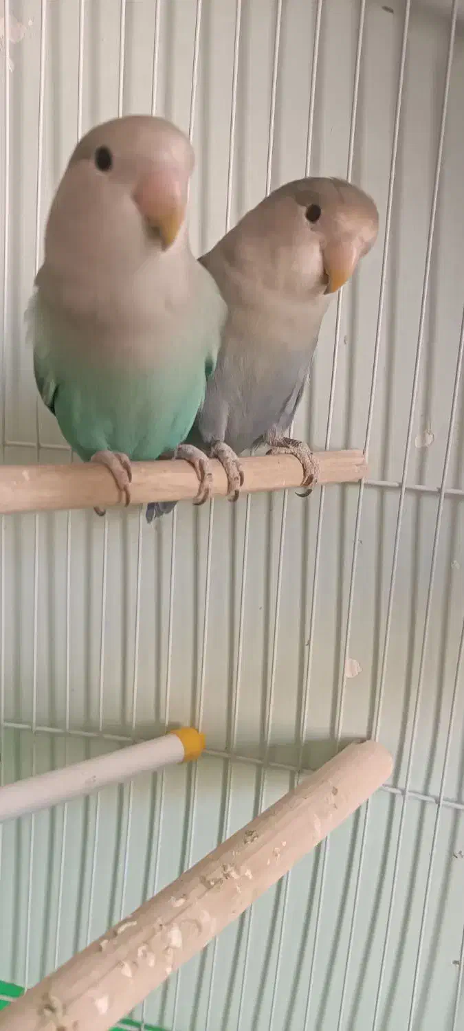 دو عدد طوطی برزیلی بالغ|پرنده|بیجار, |دیوار