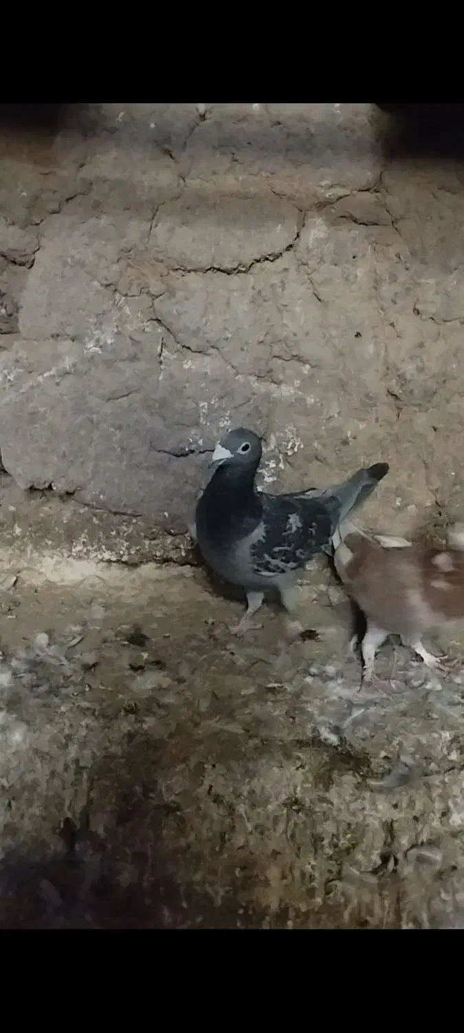 کبوتر پرشی|پرنده|مود, |دیوار