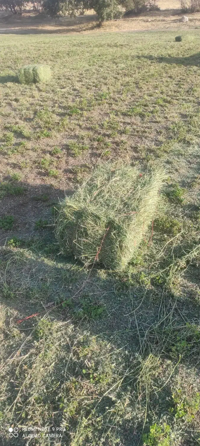 یونجه|حیوانات مزرعه|خرم‌آباد, |دیوار