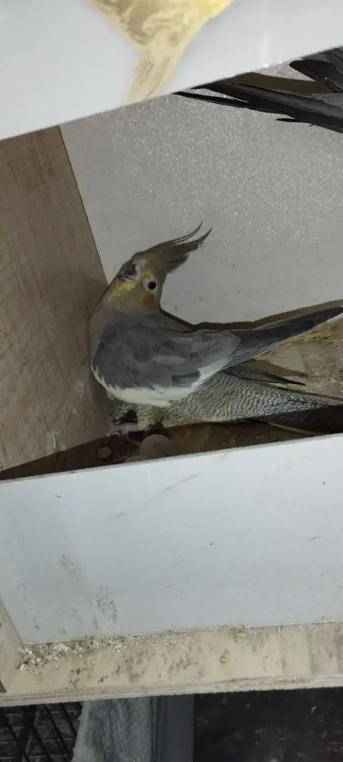 عروس هلندی مولد رو تخم کفتر قناری طوطی|پرنده|کرج, کلاک پایین|دیوار