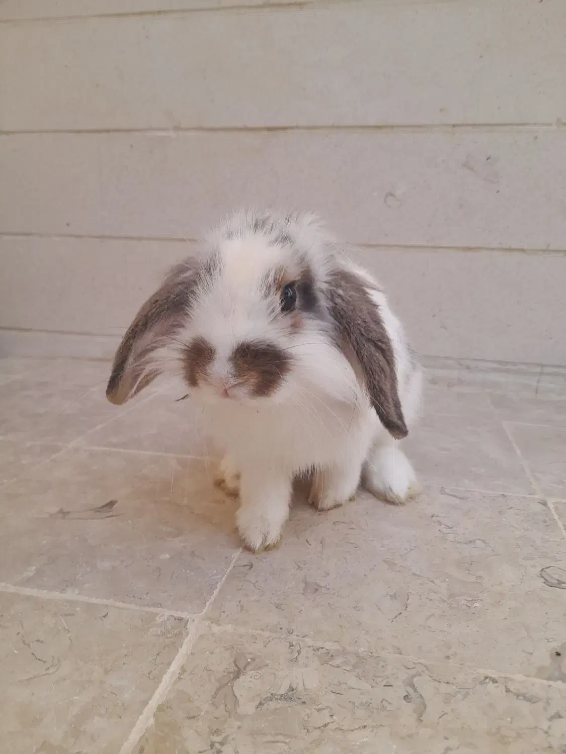 خرگوش لوپ ۳ ماهه|موش و خرگوش|بوشهر, |دیوار