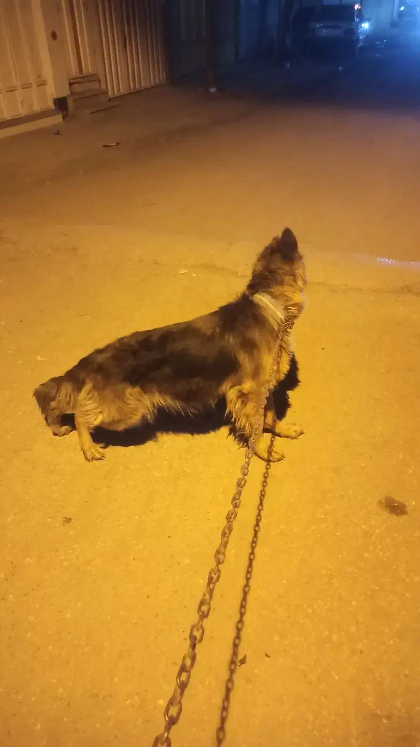 واگذاری سگ ژرمن|سگ|خرمآباد, |دیوار