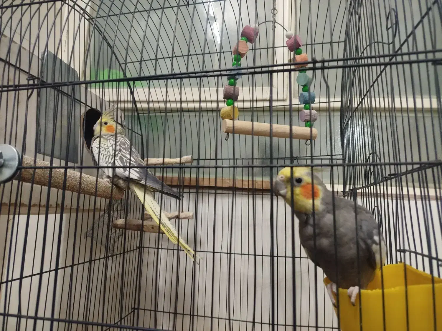 دو عدد عروس هلندی کشیده و سرحال آماده تخم گذاری|پرنده|یزد, |دیوار