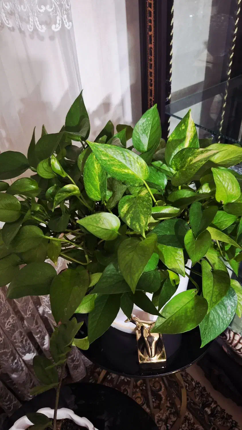 پتوس|گل و گیاه طبیعی|مشکیندشت, |دیوار