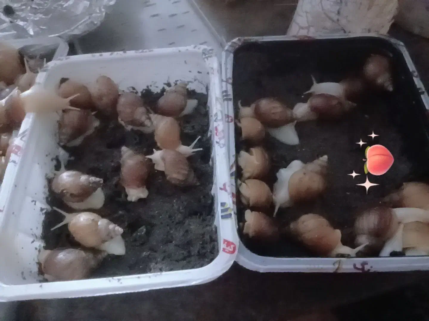 حلزون 25 عدد دانه ای 250 جفتی 500|خزنده|بم, |دیوار