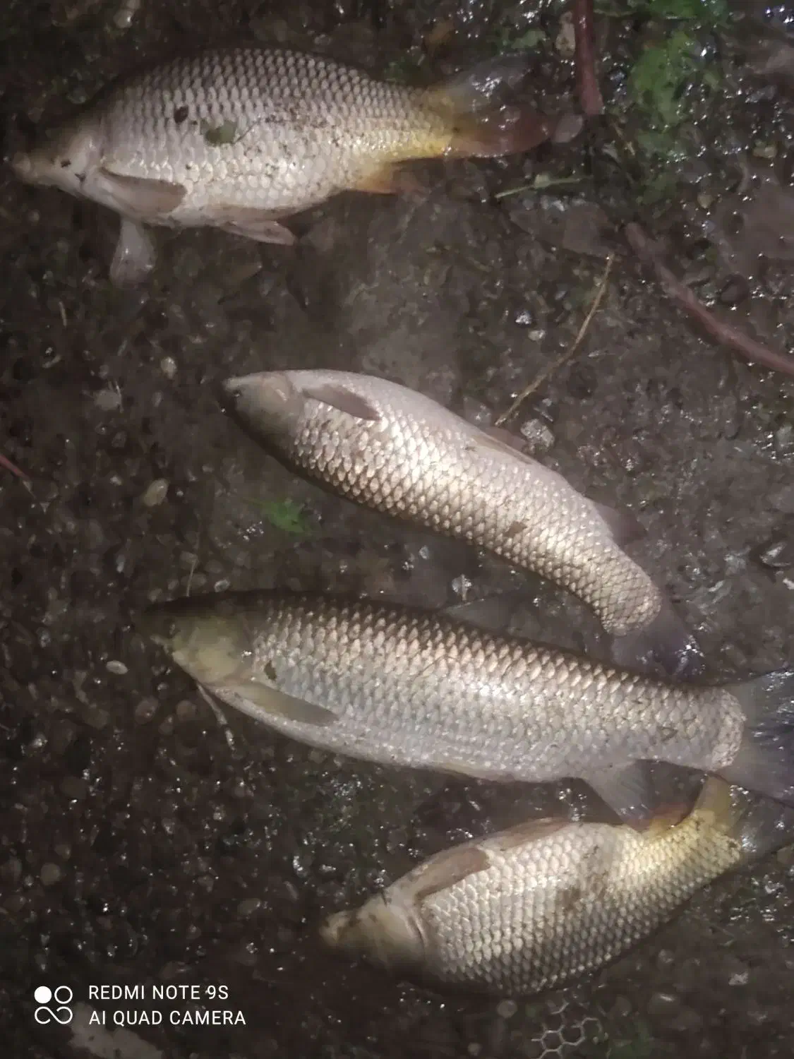 ماهی|ماهی|لنگرود, |دیوار