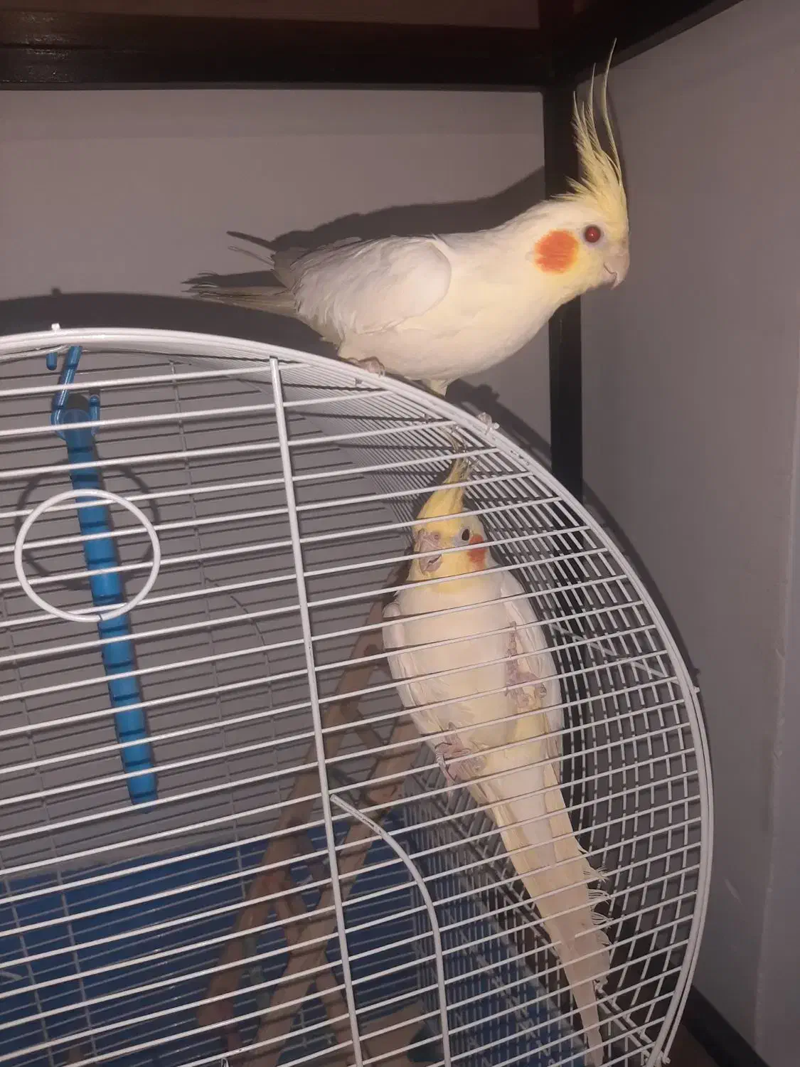 جفت عروس لوتینو مولد|پرنده|رشت, کوی جام جم|دیوار