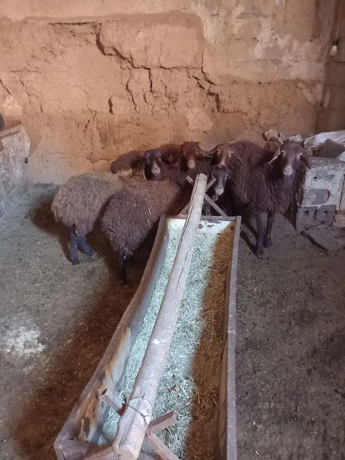 بره|حیوانات مزرعه|لنجان, |دیوار