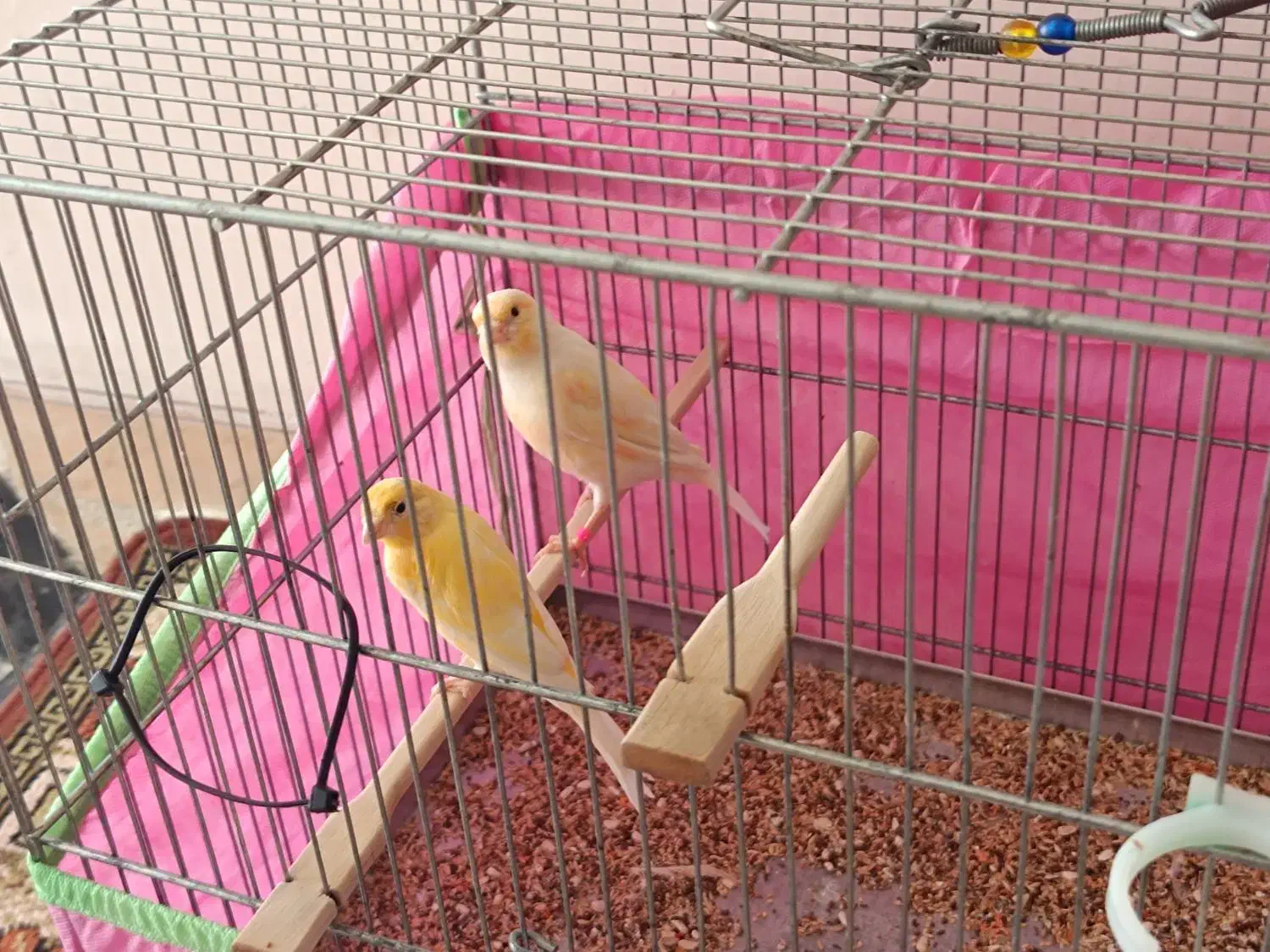 قناری سرخ و موزاییکی|پرنده|کرمانشاه, |دیوار