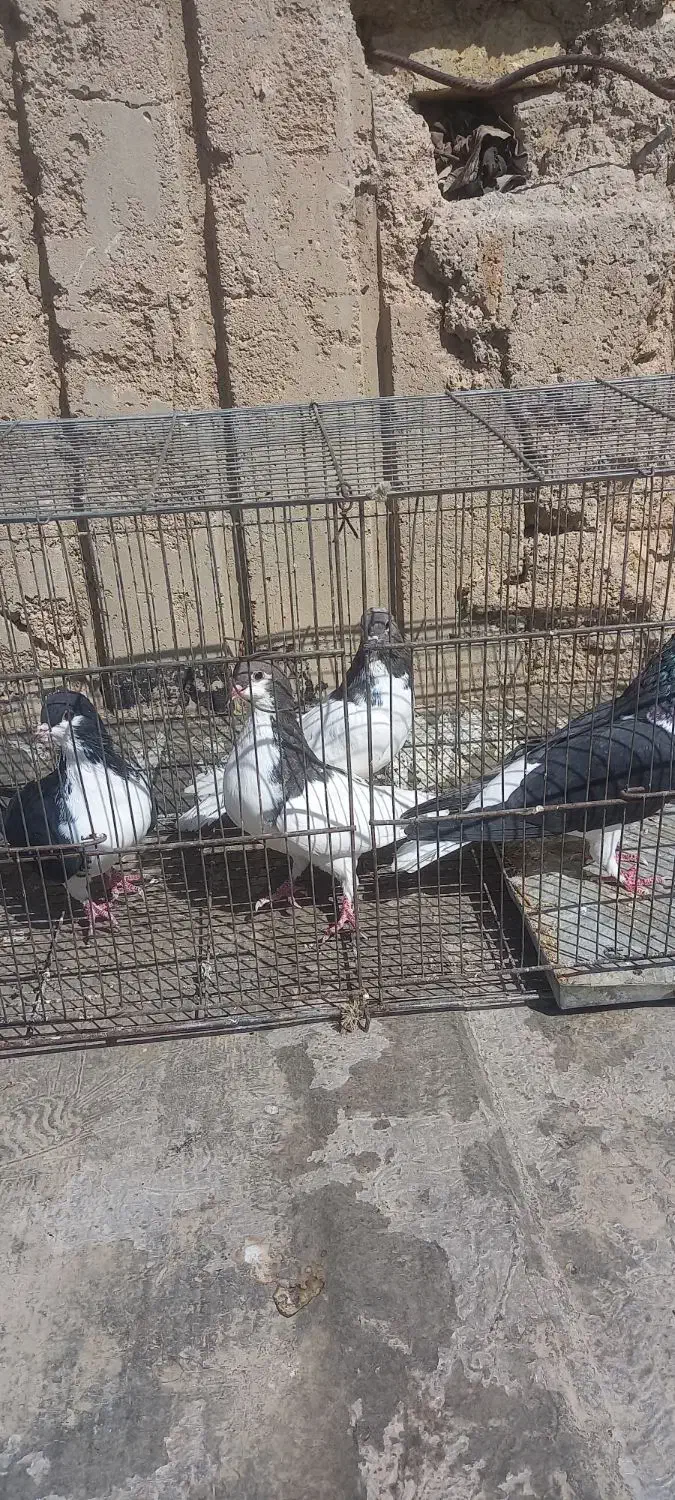 شهری|پرنده|شیراز, شهرک کوشکک|دیوار