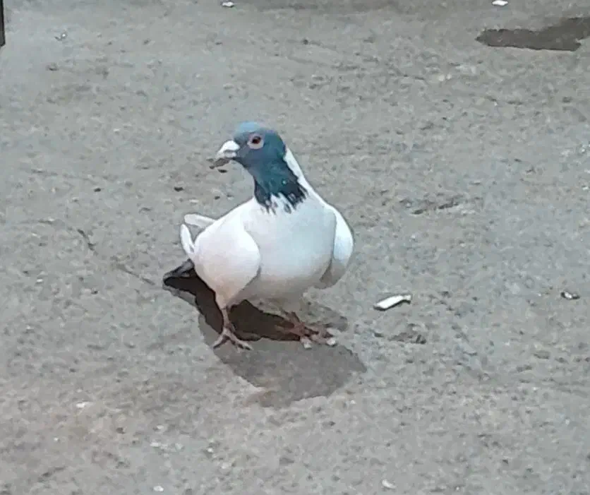 گوباش|پرنده|اردبیل, |دیوار