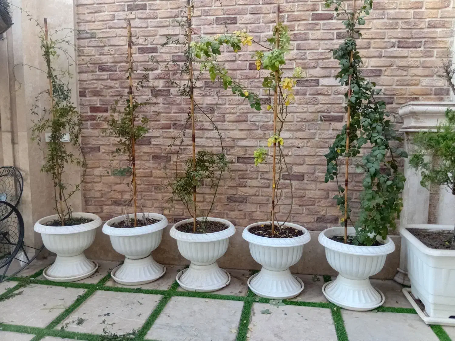 کارشناس مشاور گل و گیاه و باغبانی|خدمات باغبانی و درختکاری|مشهد, هفت تیر (حافظ)|دیوار