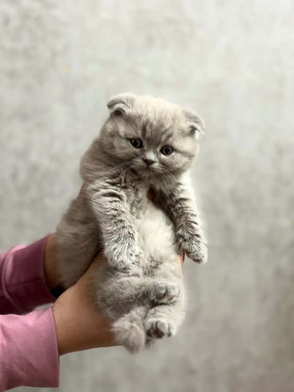 اسکاتیش فولد|گربه|تبریز, |دیوار