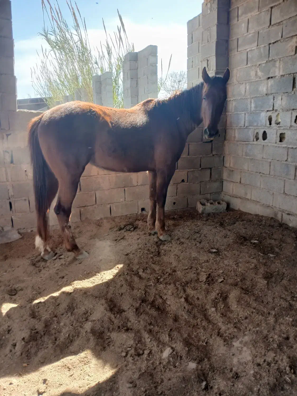 اسب|اسب و تجهیزات اسب‌سواری|گنبد کاووس, |دیوار