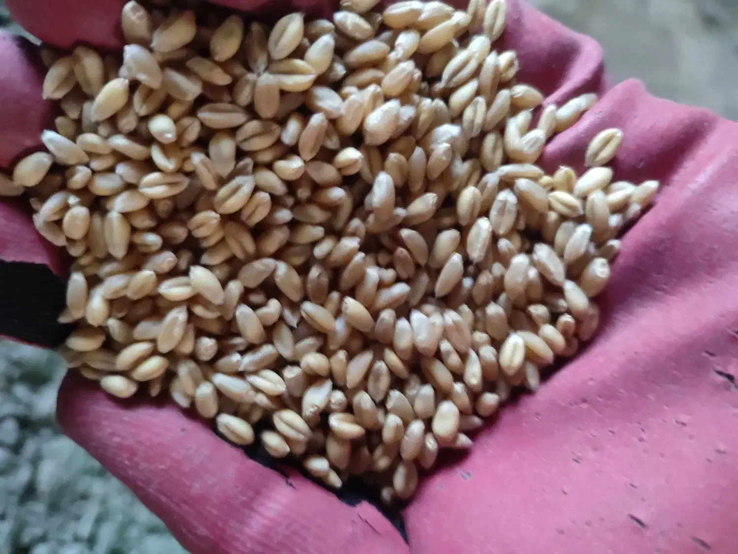 گندم بذری پیشگام|عمدهفروشی|سلطانیه, |دیوار