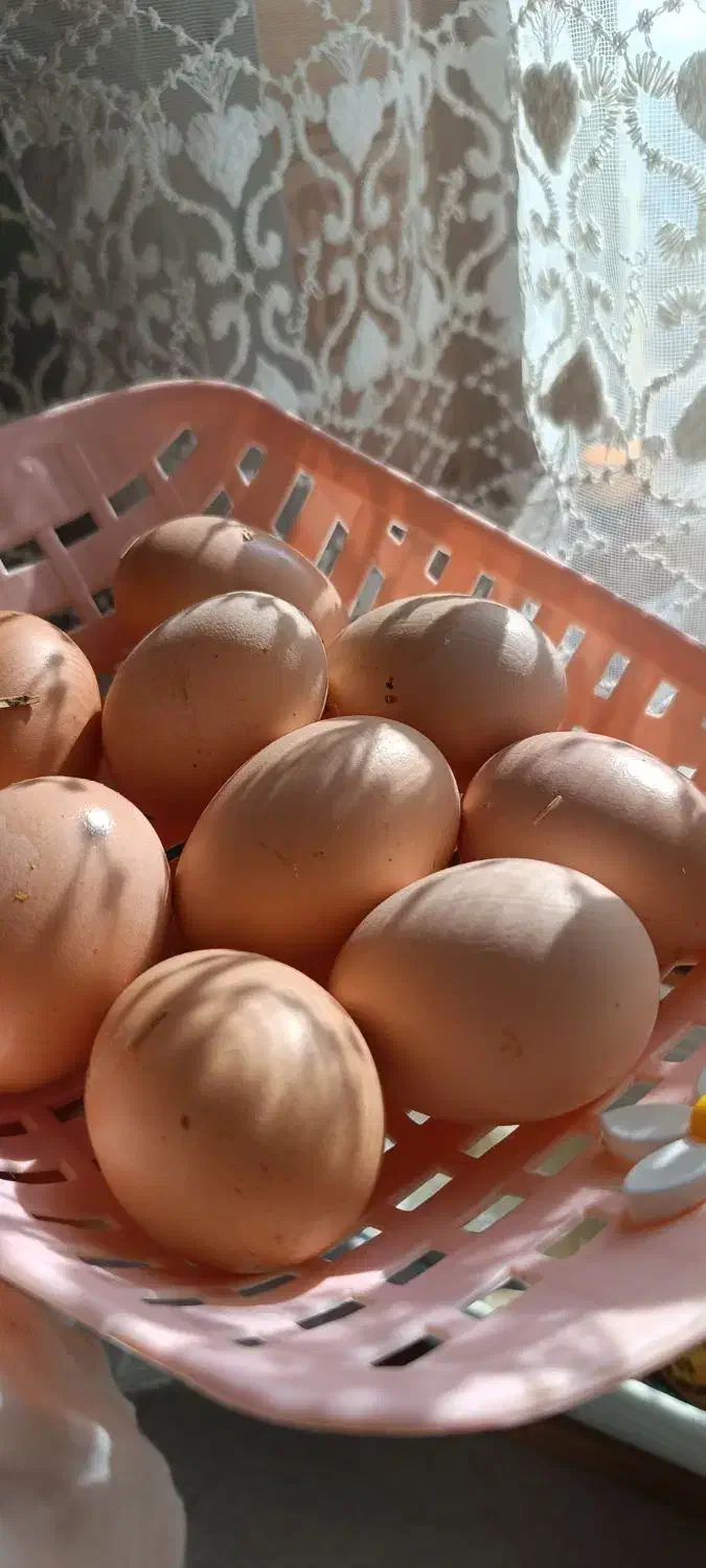 تخم مرغ محلی|خوردنی و آشامیدنی|سبزوار, مدرس|دیوار