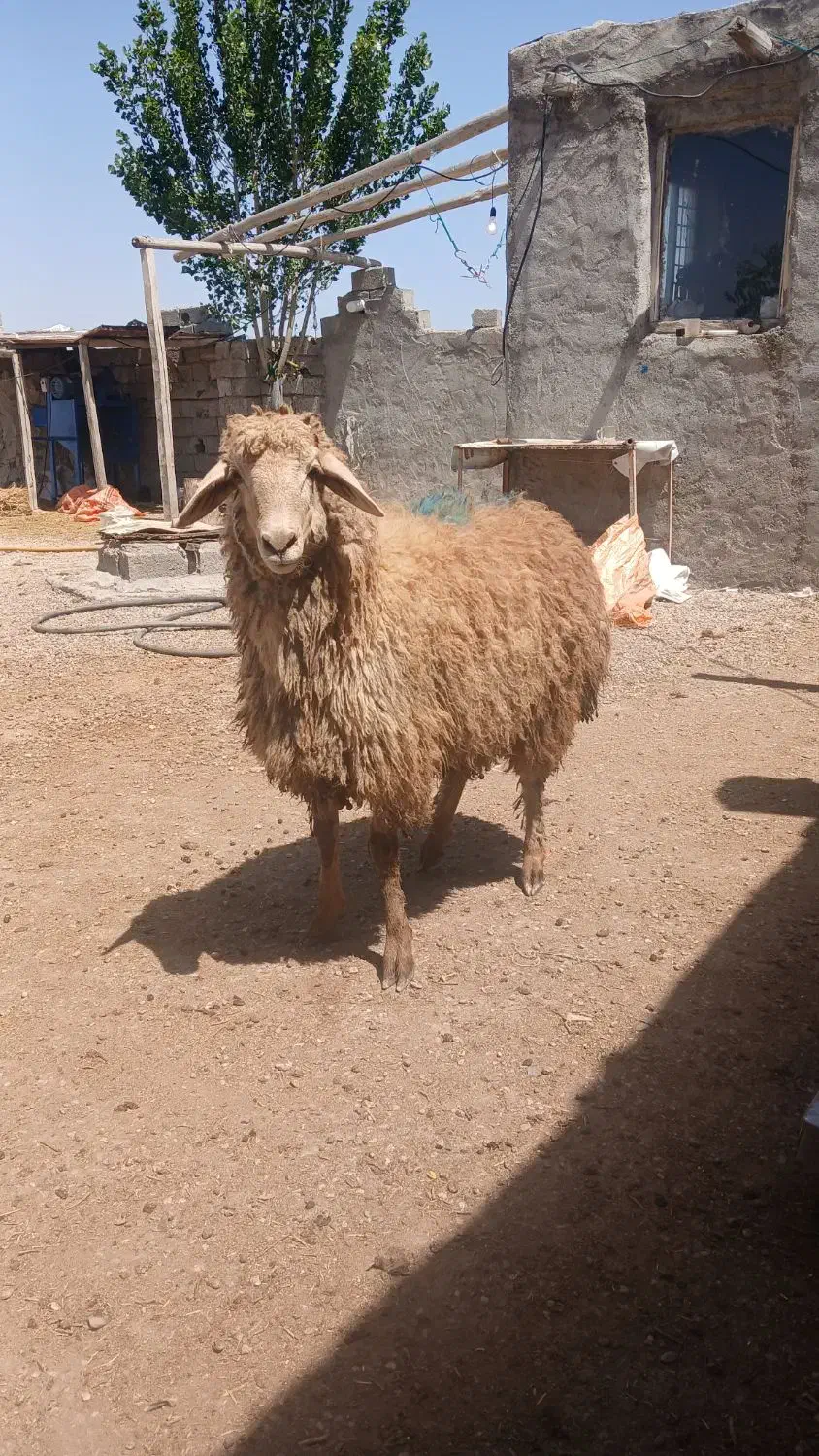 دام زنده ،توغلی ، گوسفند|حیوانات مزرعه|اردبیل, |دیوار