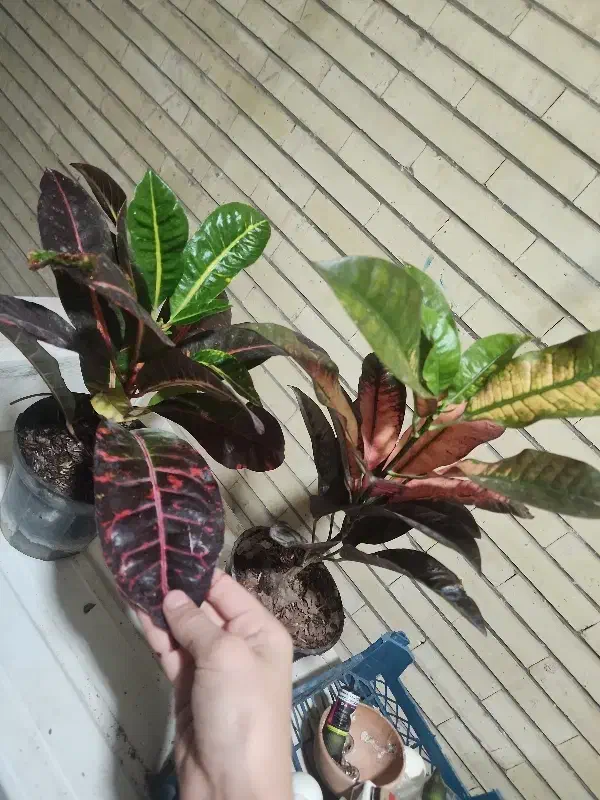 گل های بسیار زیبا|گل و گیاه طبیعی|بندرعباس, |دیوار