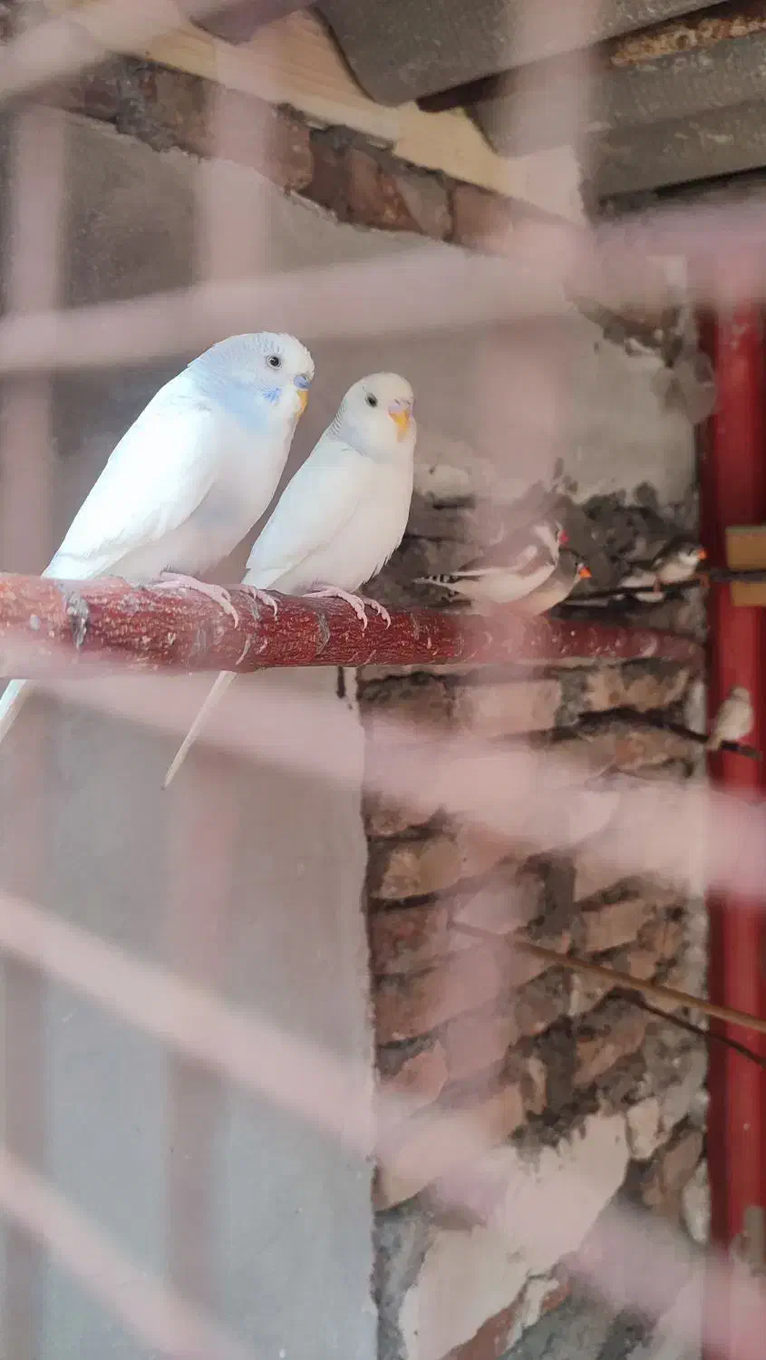 مرغ عشق مولد با جوجه|پرنده|پارسآباد, |دیوار