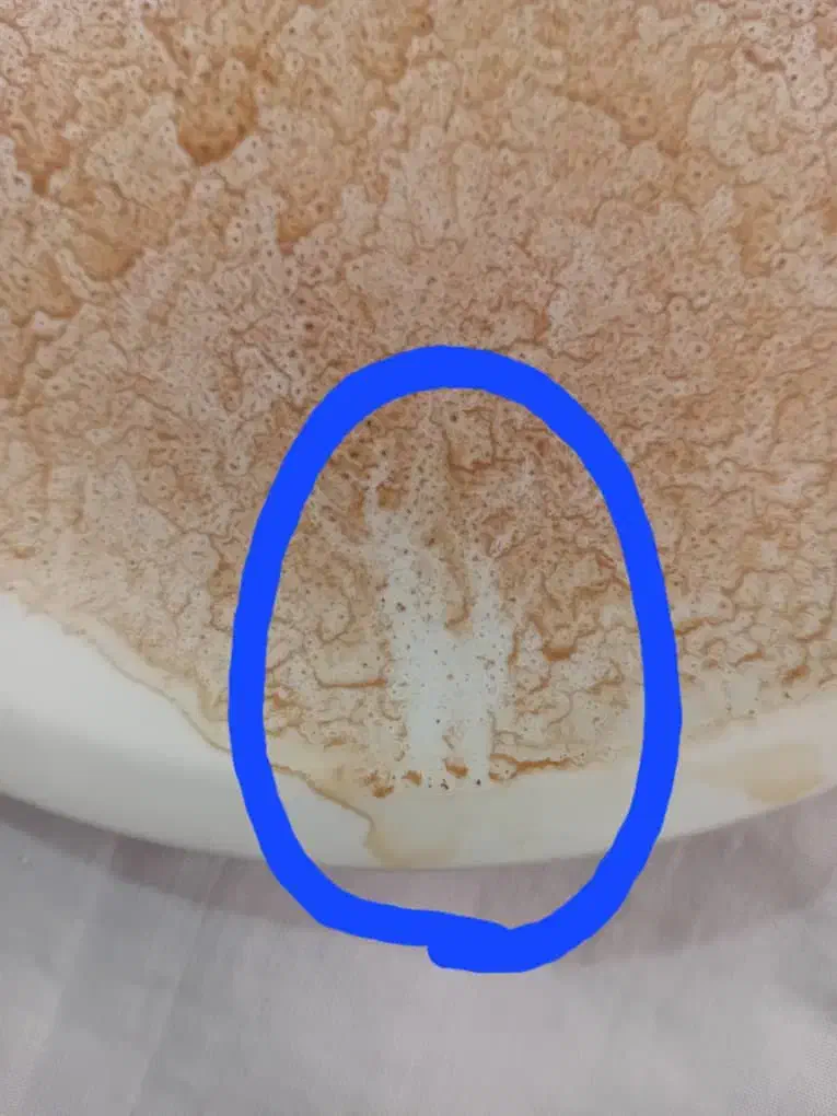 فال|خدمات پذیرایی، مراسم|شیراز, سینما سعدی|دیوار