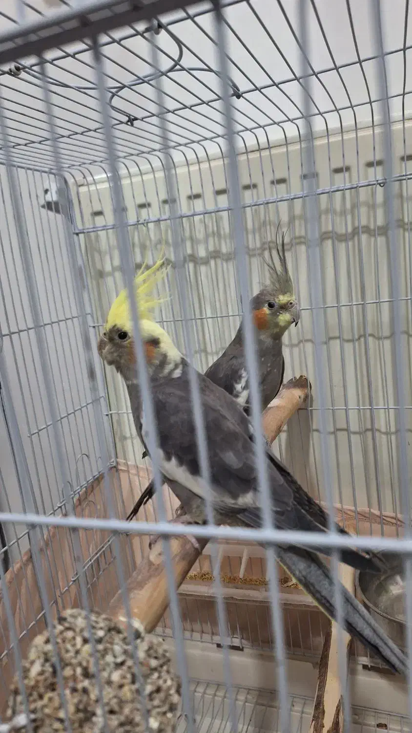 دو عدد عروس هلندی ۱۰ ماهه|پرنده|الوند, |دیوار