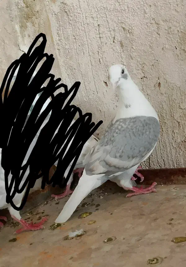 گراف ماده ذات درست|پرنده|تربت جام, معدآباد|دیوار