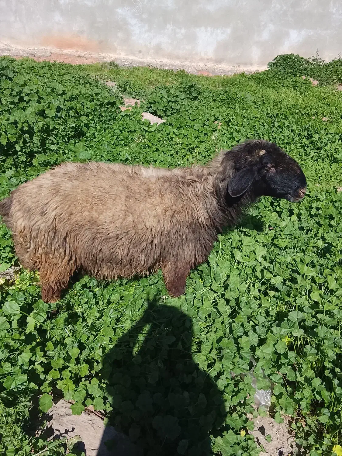 شیشک|حیوانات مزرعه|مسجد سلیمان, |دیوار