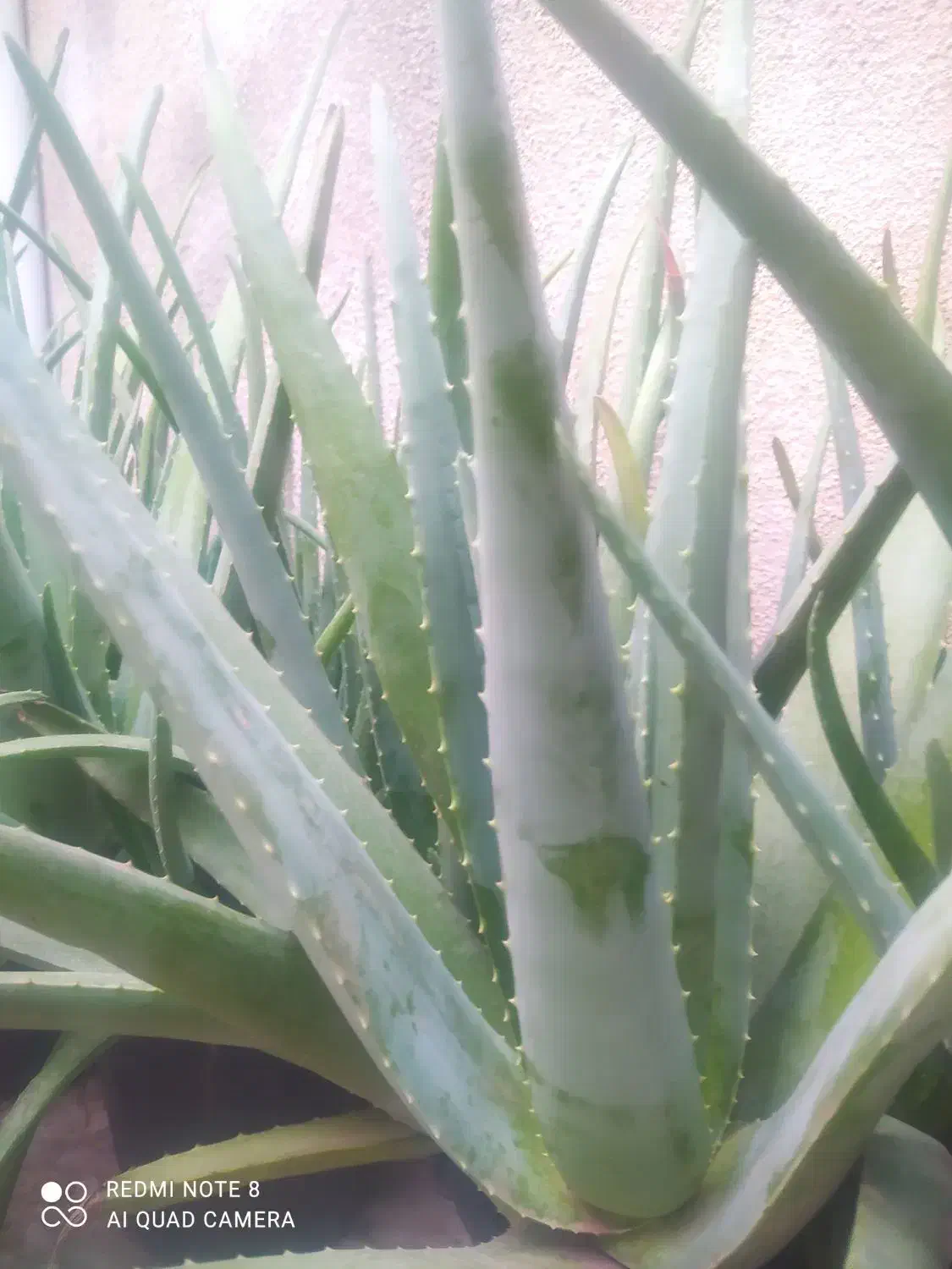 فروش ویژه گلدان های طبیعی آلوئه ورا|گل و گیاه طبیعی|لاهیجان, گلستان|دیوار