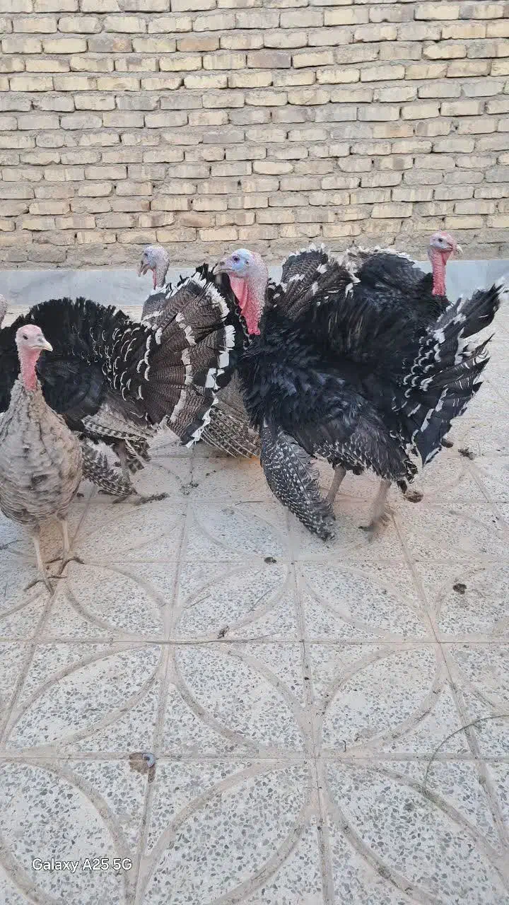 بوقلمون نر و ماده|حیوانات مزرعه|مهریز, |دیوار