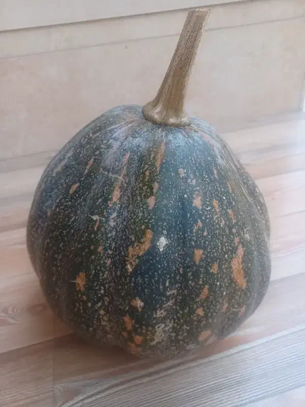 کدو سبز برای گاو|لوازم جانبی حیوانات|رشت, شهرک الغدیر|دیوار