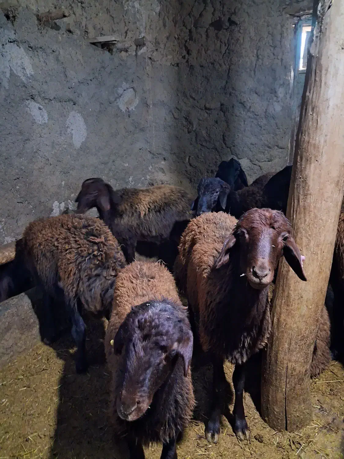 بره  نر|حیوانات مزرعه|ماهنشان, |دیوار