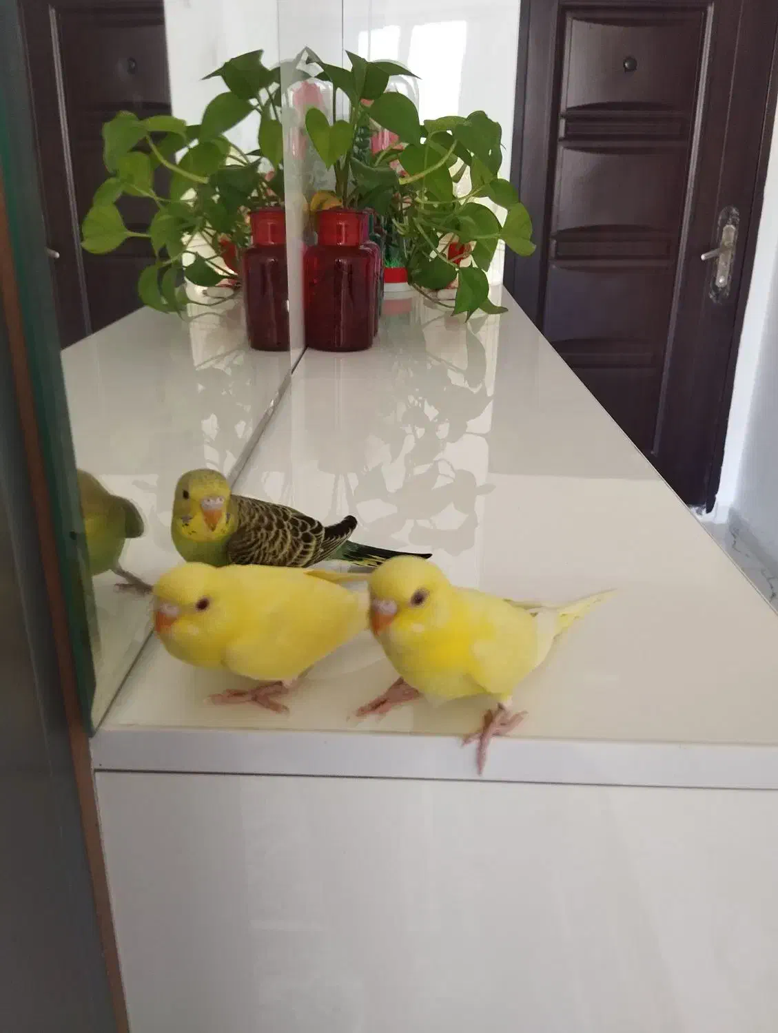 مرغ عشق جوان ۲ ماهه|پرنده|صدرا-فارس, فاز ۱|دیوار