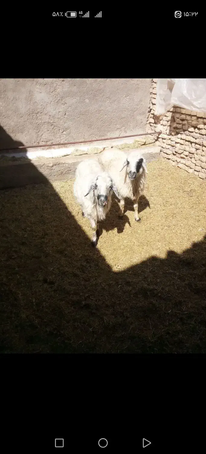 دوراس میش|حیوانات مزرعه|یزد, |دیوار