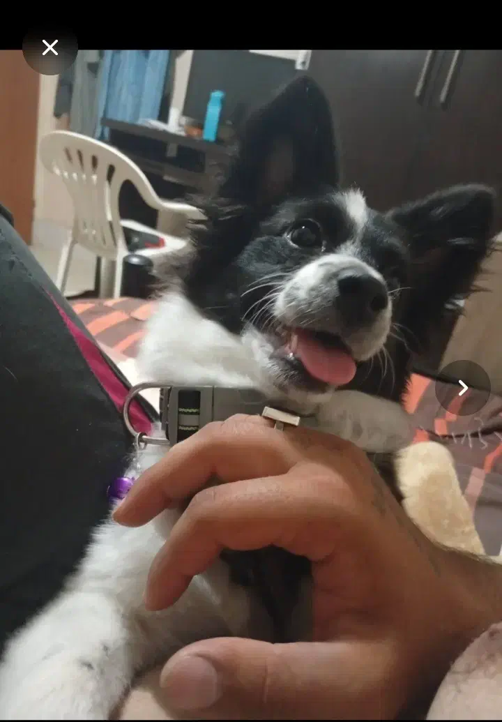 پامر روباهی|سگ|شیراز, فرگاز|دیوار