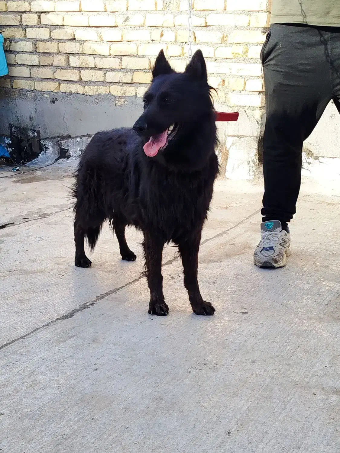 سگ ژرمن بلاک شپرد شولاین|سگ|کاشان, شهدا|دیوار