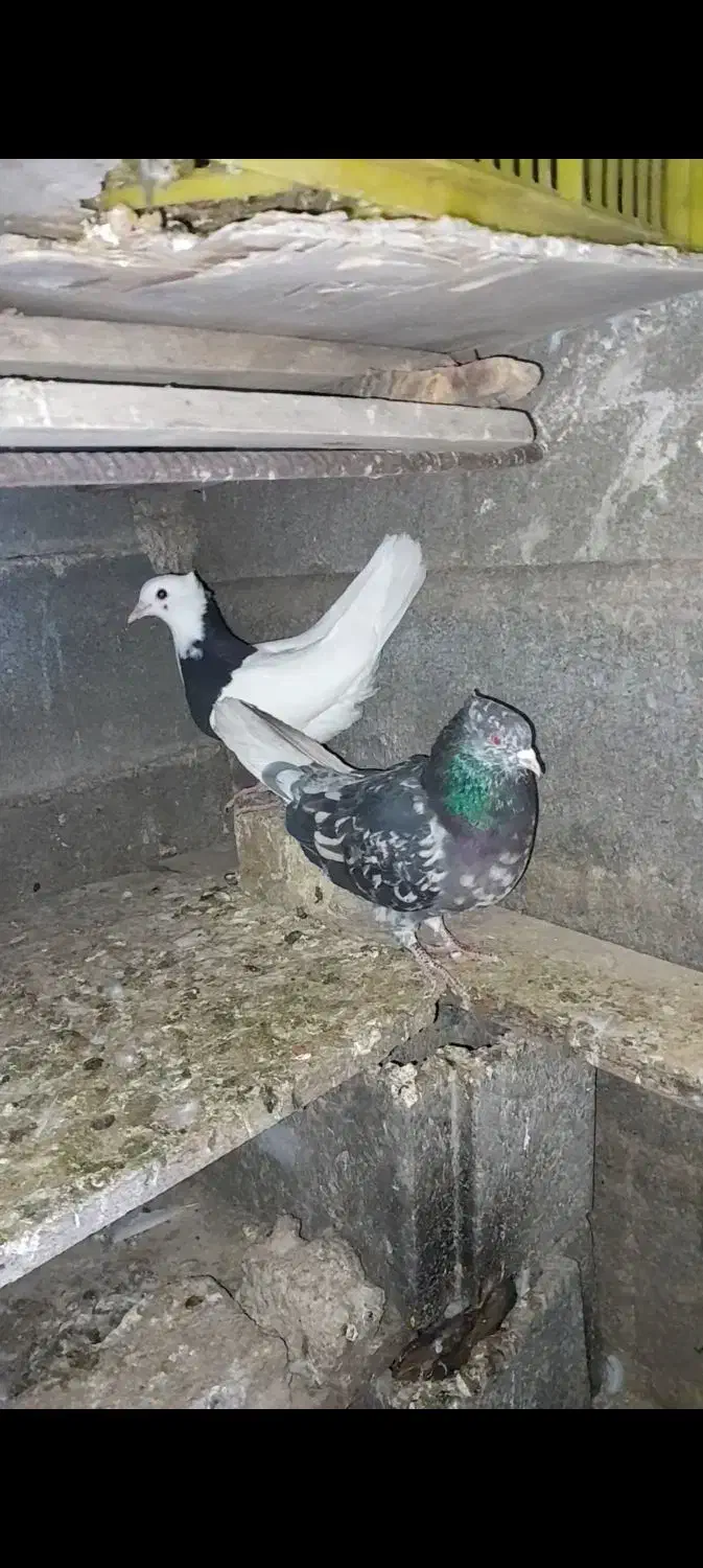 کبوتر|پرنده|باشت, |دیوار