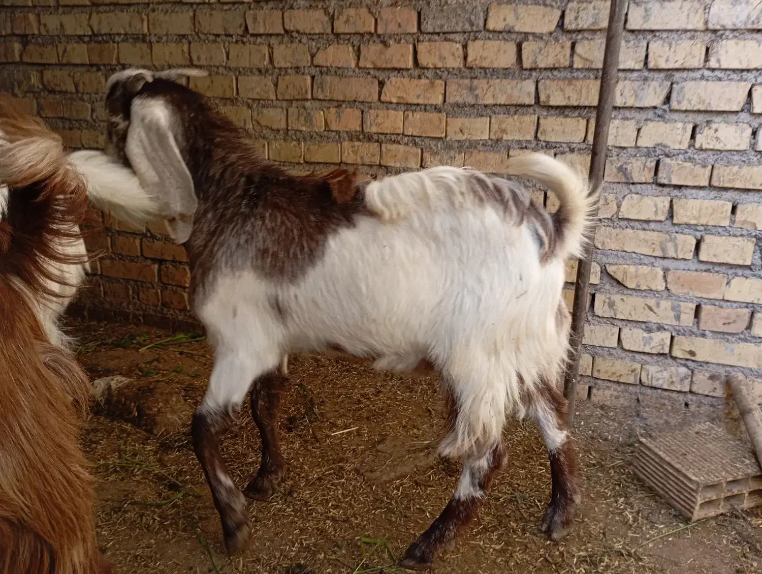 بز بیگ|حیوانات مزرعه|دزفول, |دیوار